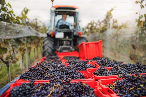 La récolte des raisins est une étape très importante