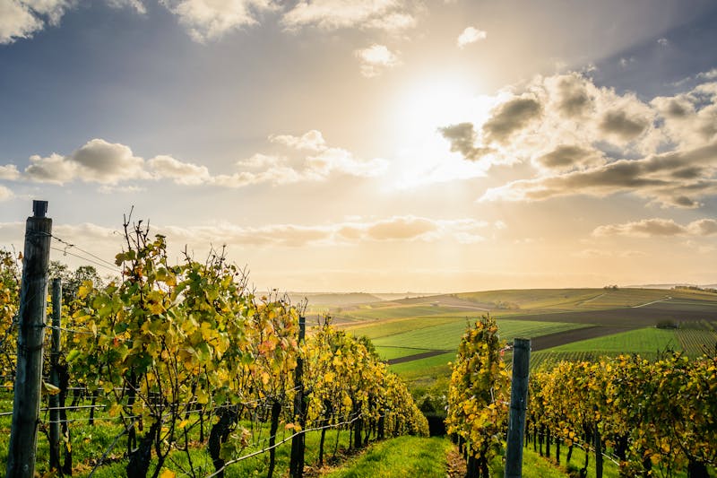 Quelles sont les compétences essentielles pour devenir un caviste expert et conseiller ses clients dans le choix des vins ?